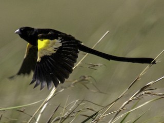 Buff-shouldered Widowbird - eBird