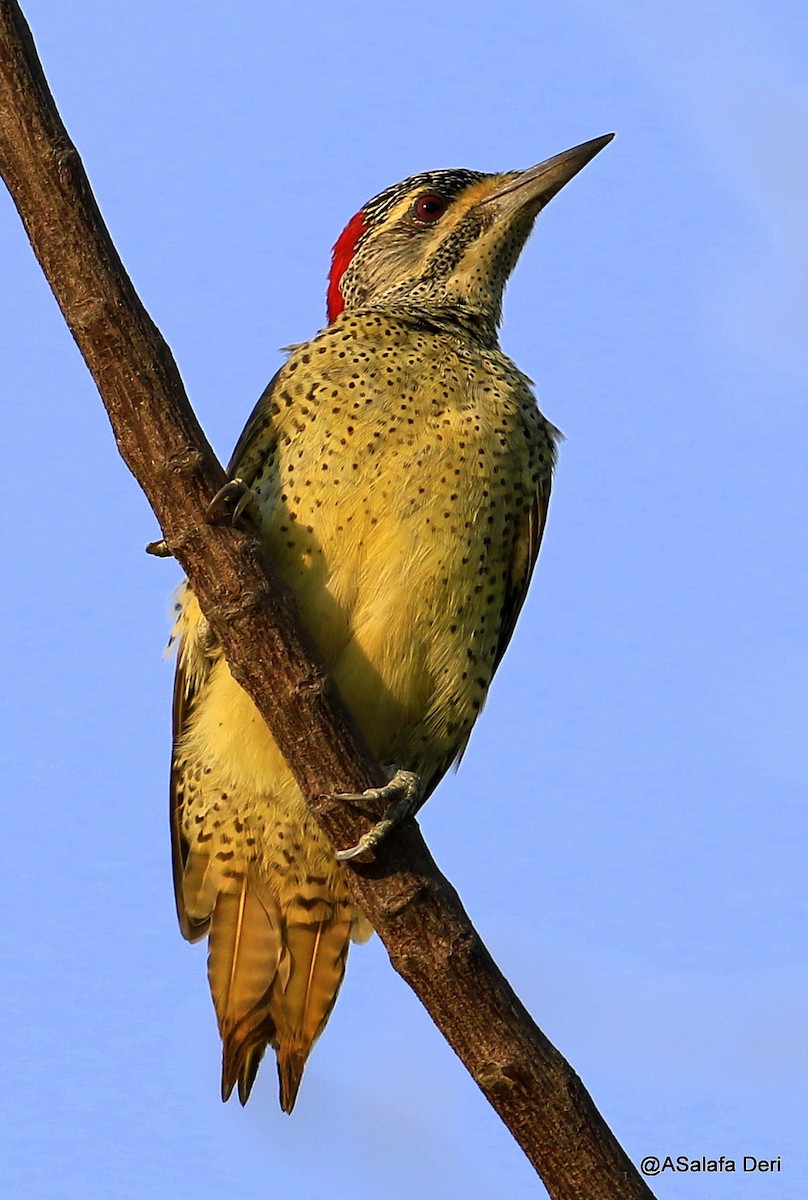 Fine-spotted Woodpecker - ML254958041