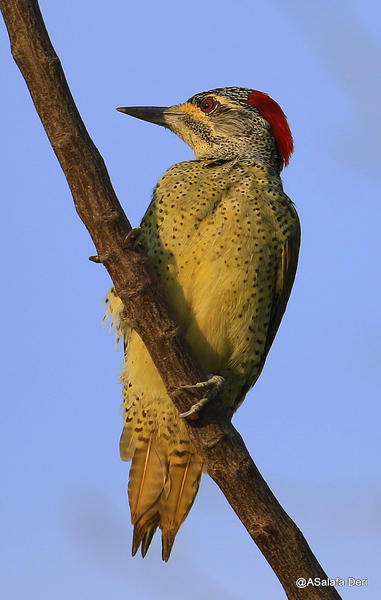 Fine-spotted Woodpecker - ML254958051