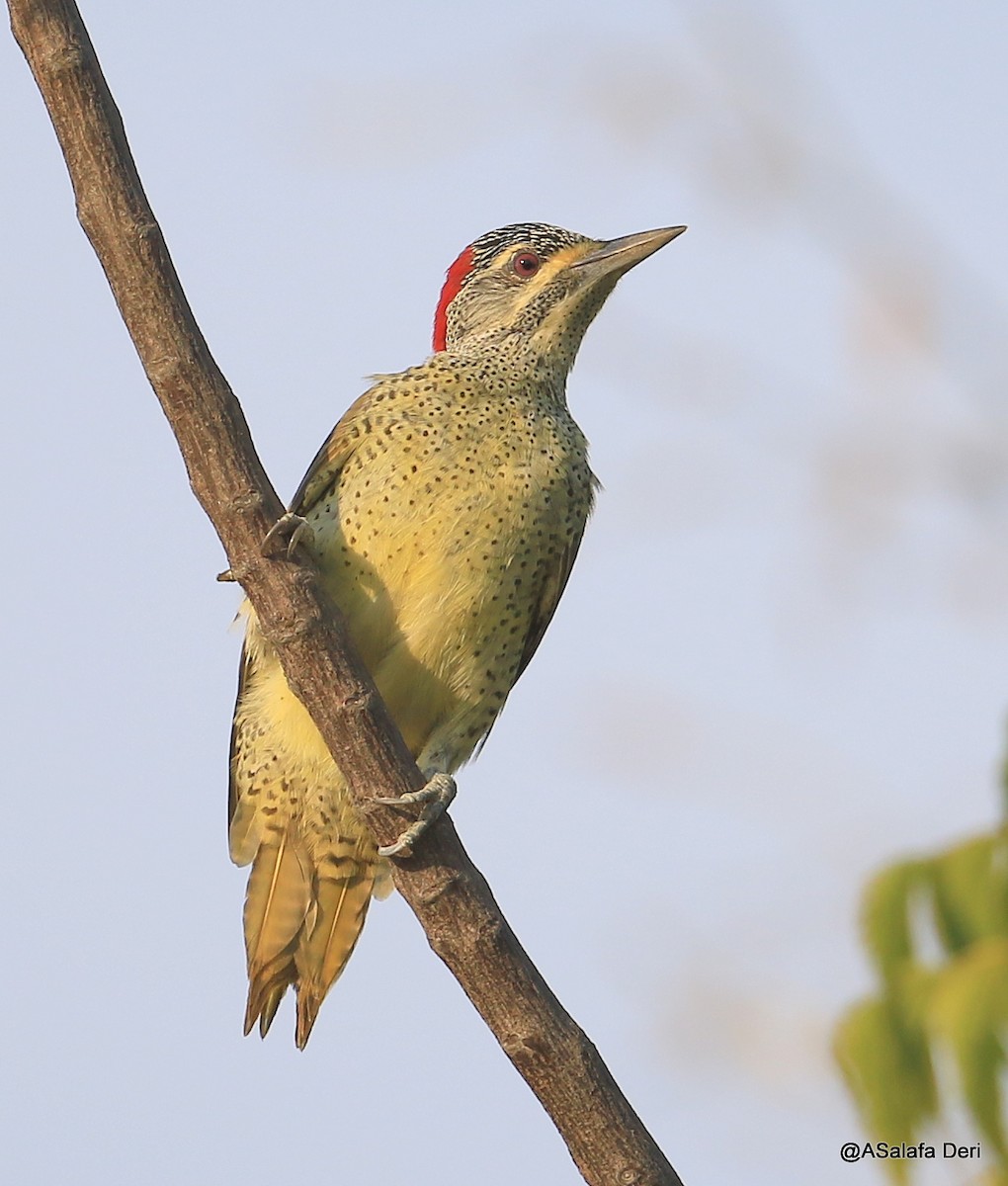 Fine-spotted Woodpecker - Fanis Theofanopoulos (ASalafa Deri)