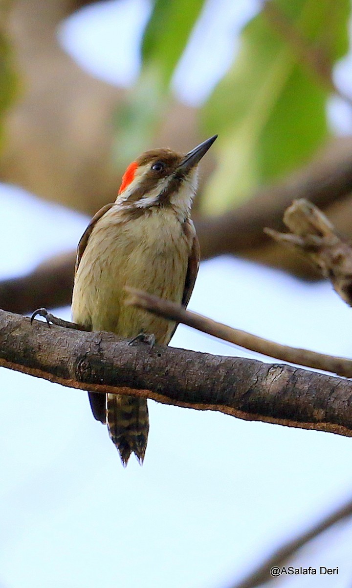 Brown-backed Woodpecker - ML254958271