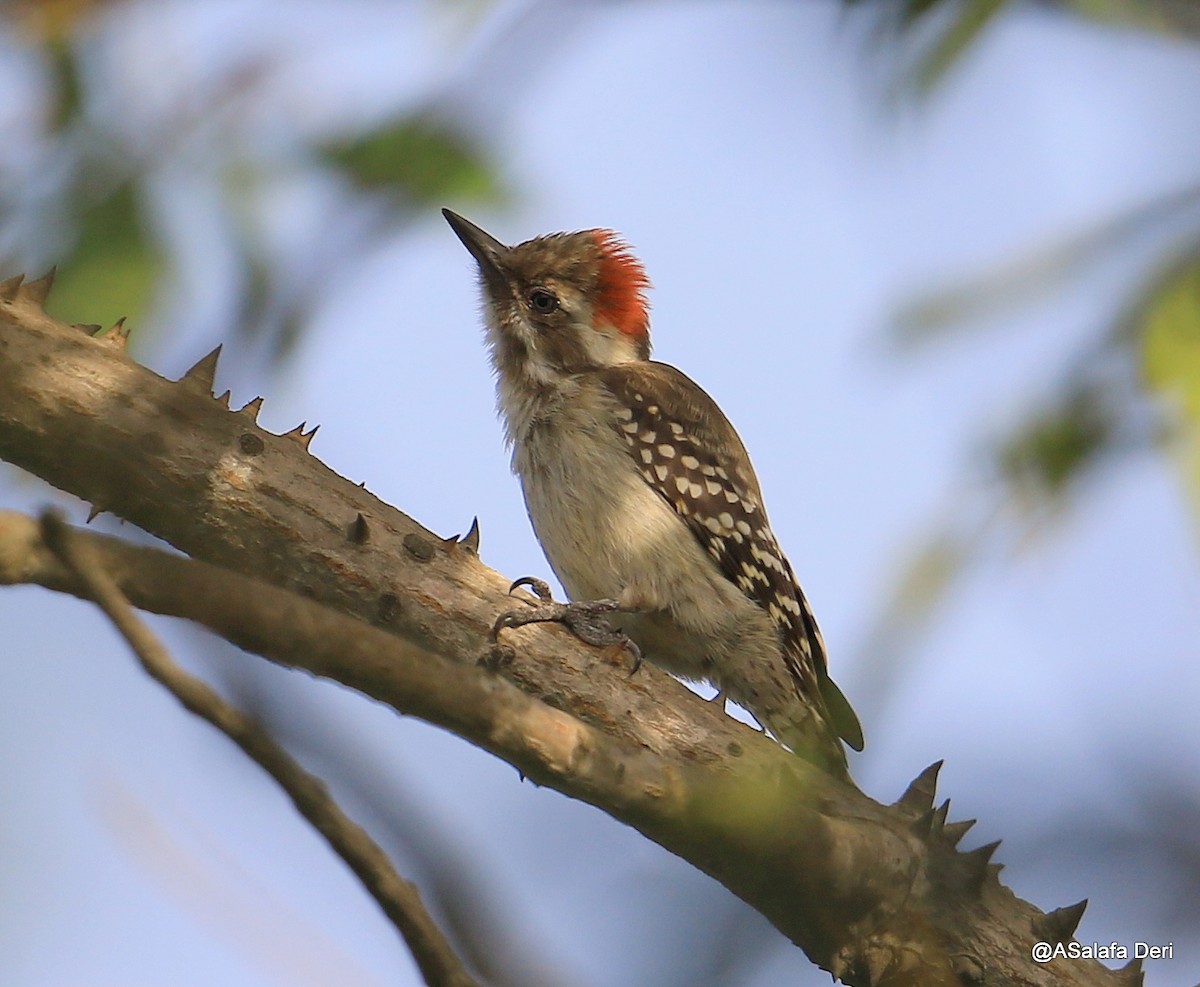 Brown-backed Woodpecker - Fanis Theofanopoulos (ASalafa Deri)