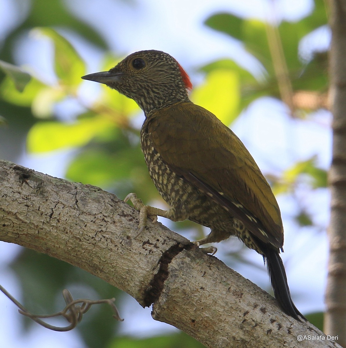 Buff-spotted Woodpecker - ML254958891