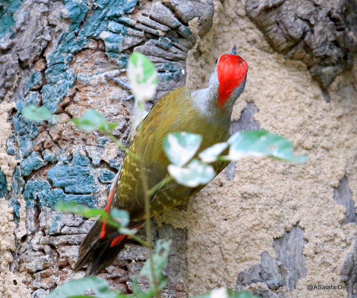 African Gray Woodpecker - ML254958931
