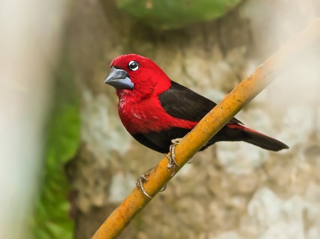 Black-bellied Seedcracker - eBird