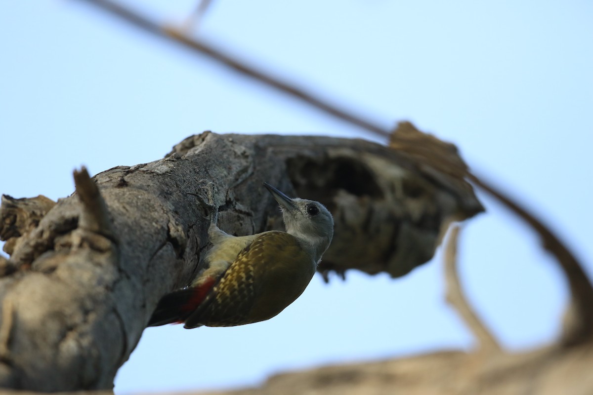 African Gray Woodpecker - Fanis Theofanopoulos (ASalafa Deri)