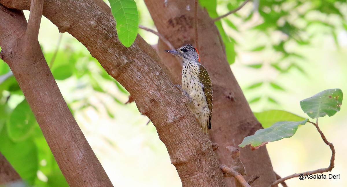 Golden-tailed Woodpecker (Streak-backed) - Fanis Theofanopoulos (ASalafa Deri)