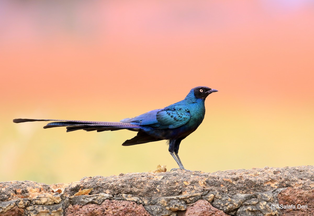 Long-tailed Glossy Starling - ML254966091