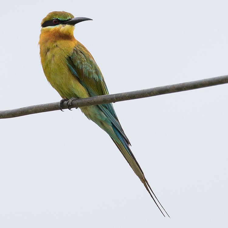 Blue-tailed Bee-eater - ML254967451