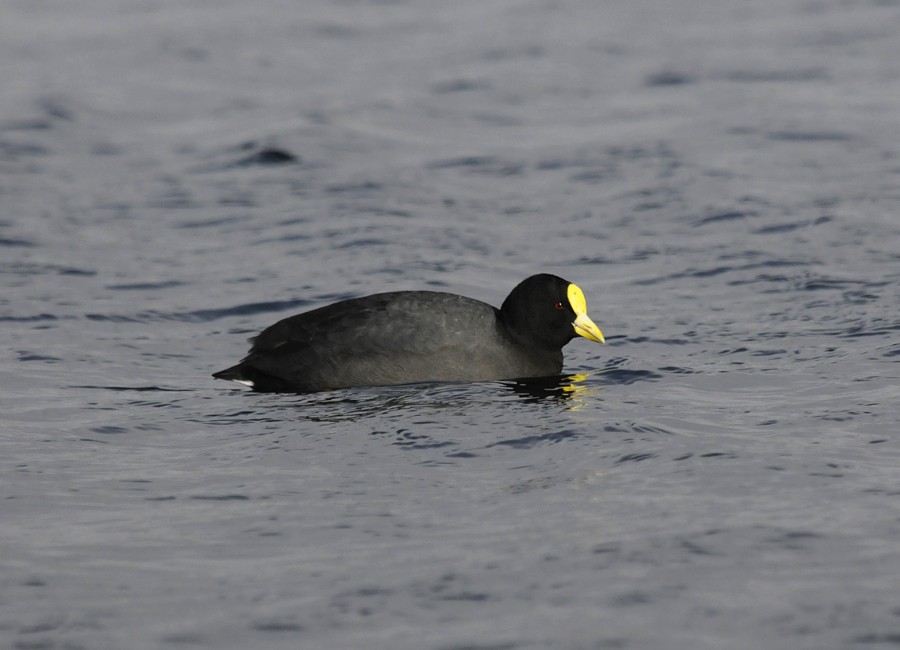 White-winged Coot - ML254970801