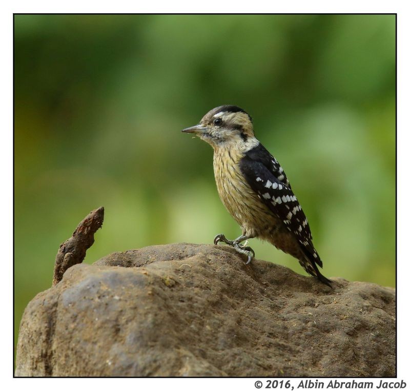 Gray-capped Pygmy Woodpecker - ML25497611