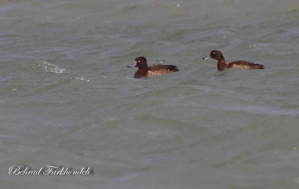 Tufted Duck - ML25497631