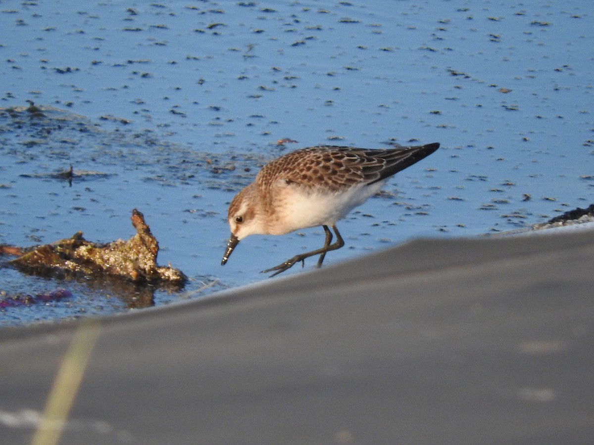 Semipalmated Sandpiper - Mary Brown
