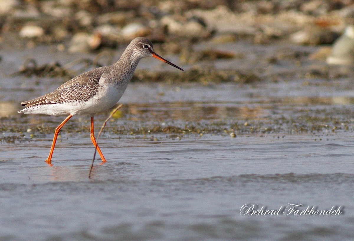 Spotted Redshank - Behrad Farkhondeh