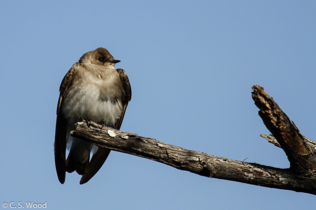 Northern Rough-winged Swallow - ML25498121