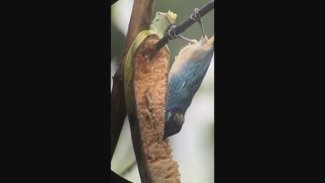 Golden-naped Tanager - ML254983981