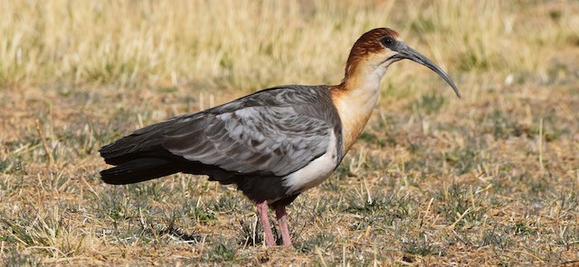 Andean Ibis. - Andean Ibis - 