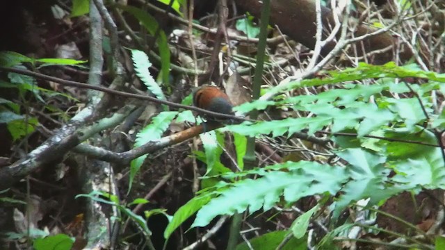 Spotted Antbird - ML254985101