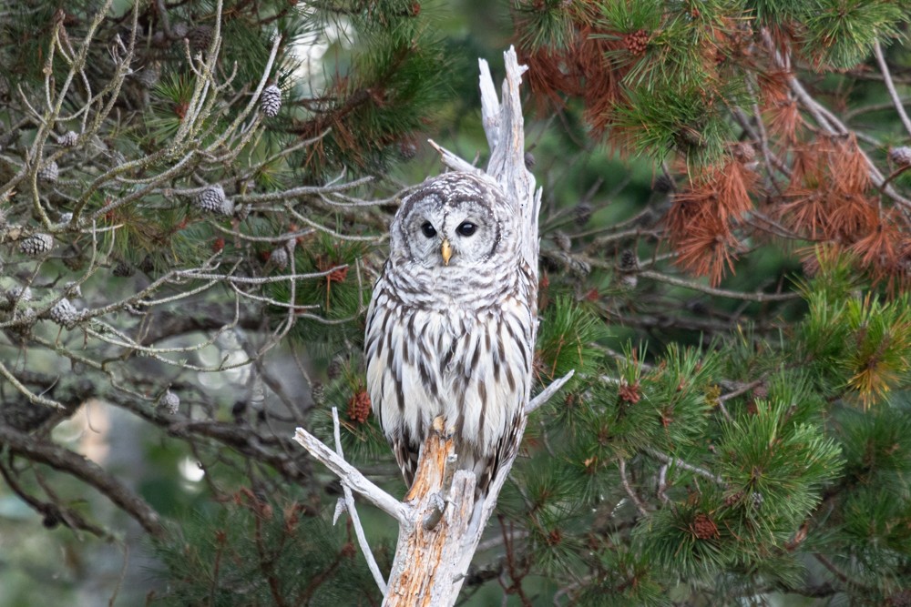 Barred Owl - ML254986161