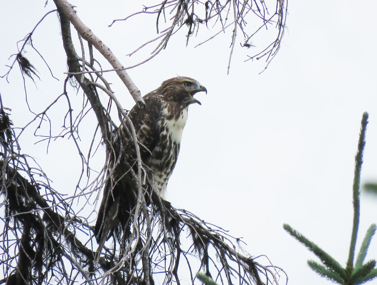 Red-tailed Hawk - ML254986821