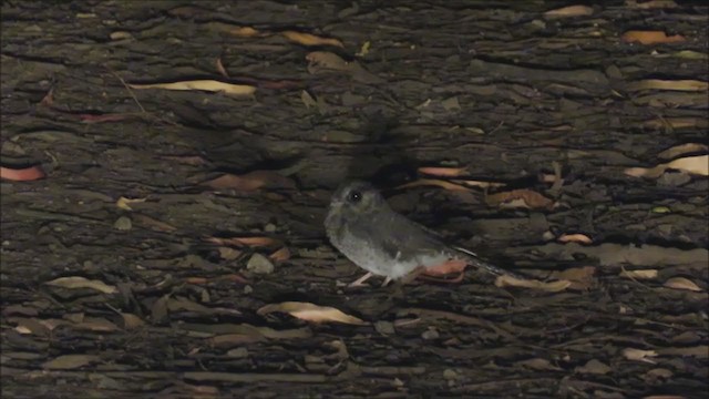 Australian Owlet-nightjar - ML254986871