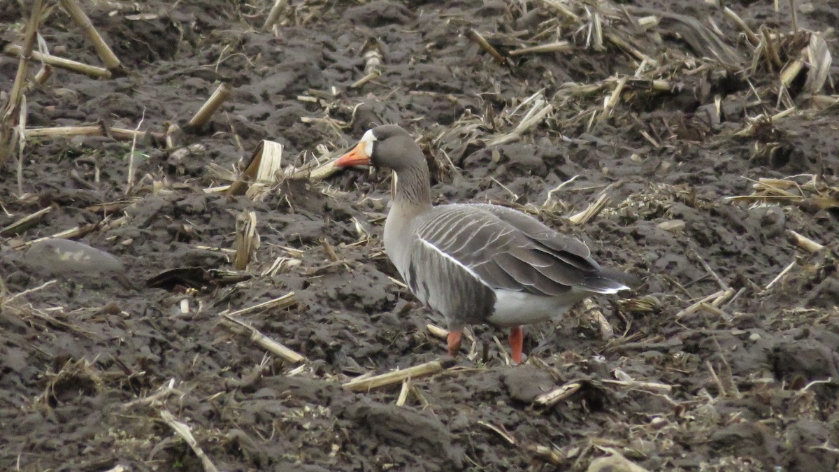 Greater White-fronted Goose - ML25498701
