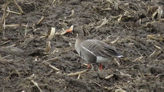 Greater White-fronted Goose, ML25498701