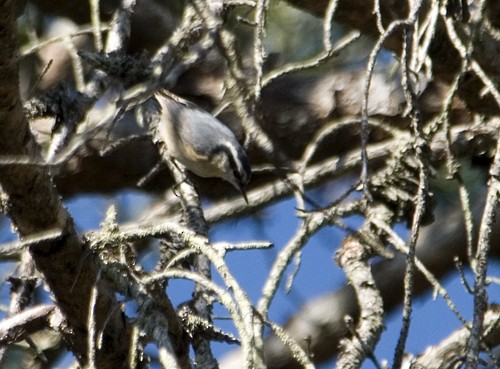 Red-breasted Nuthatch - ML25498771