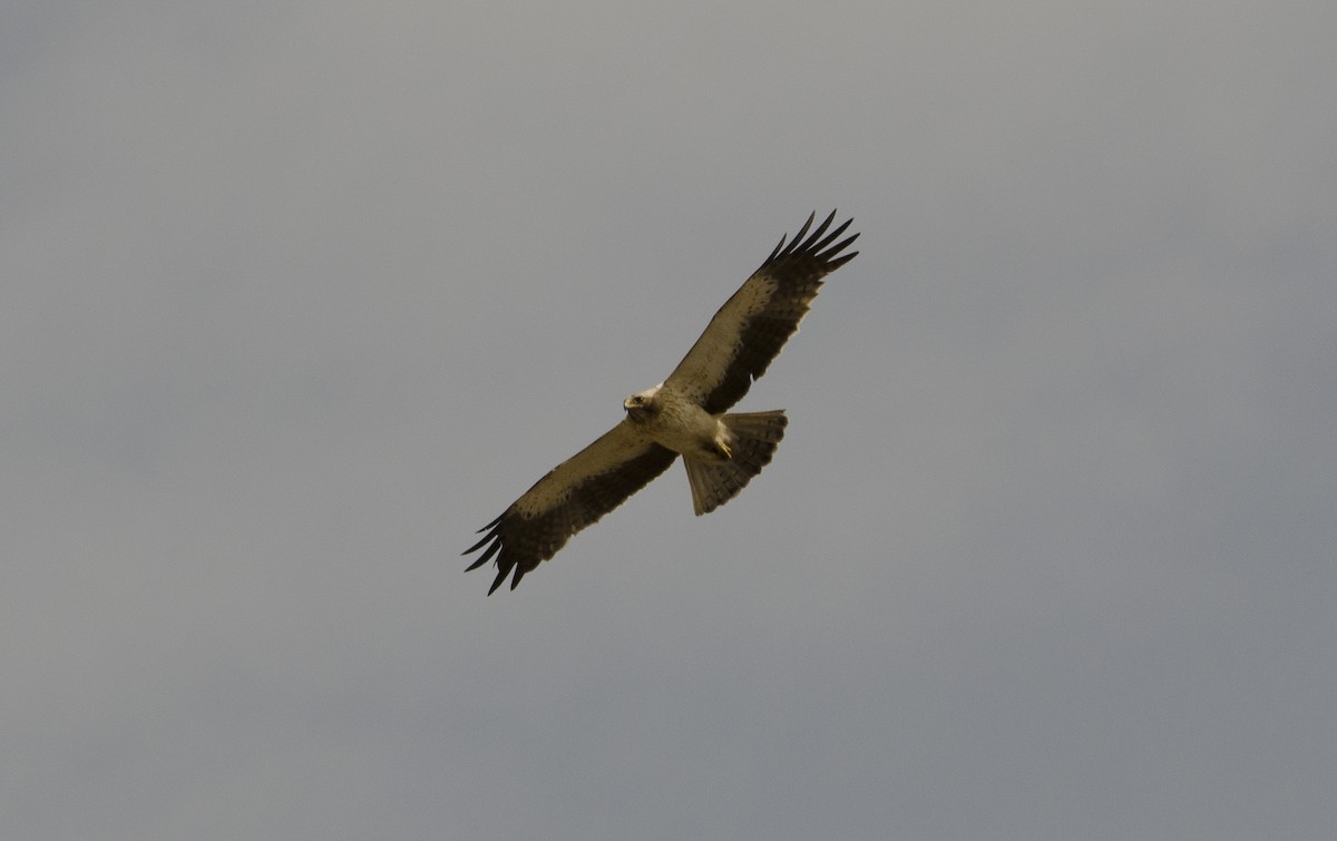Booted Eagle - Victor  Porras