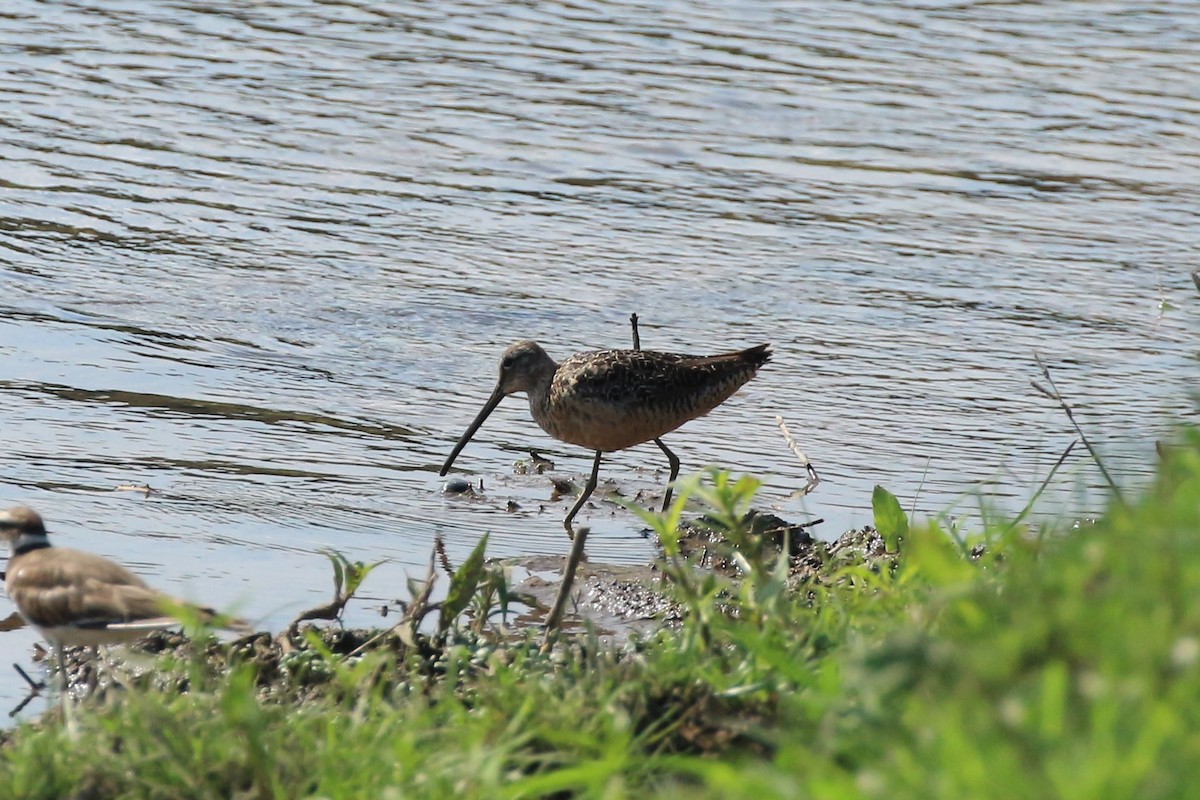 Long-billed Dowitcher - ML254988531