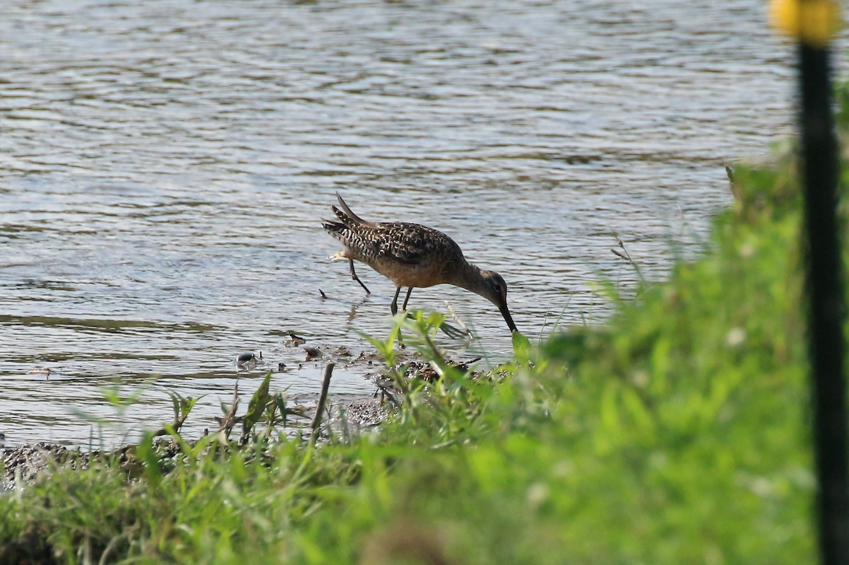Long-billed Dowitcher - ML254988571