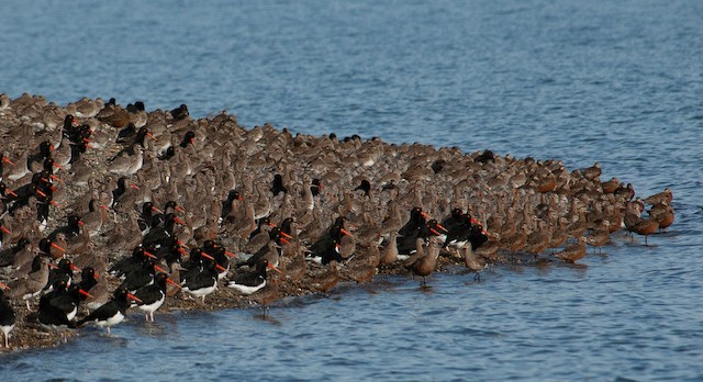 Flock resting on the shore; March, Santa Cruz, Argentina. - Hudsonian Godwit - 