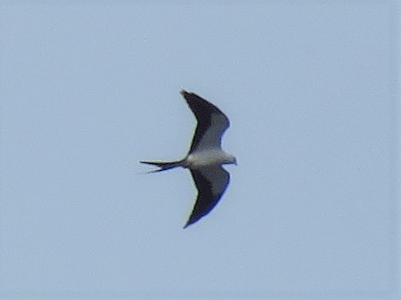 Swallow-tailed Kite - ML254996781