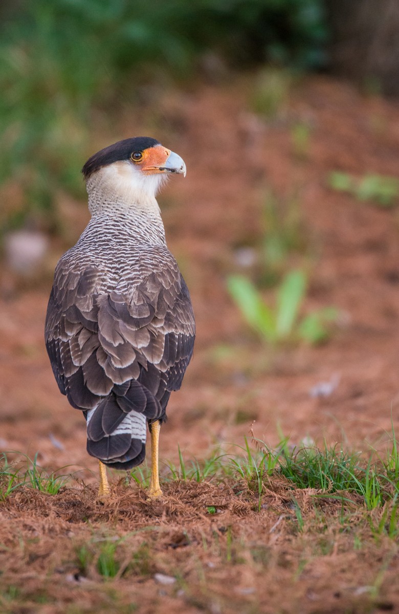 Crested Caracara (Southern) - ML254997281