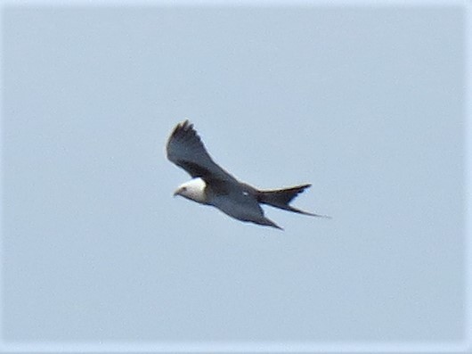 Swallow-tailed Kite - ML255000631
