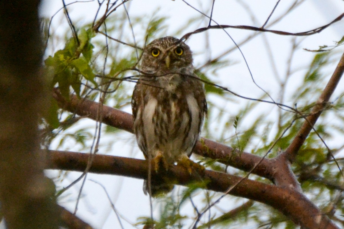 Ferruginous Pygmy-Owl - ML255002401