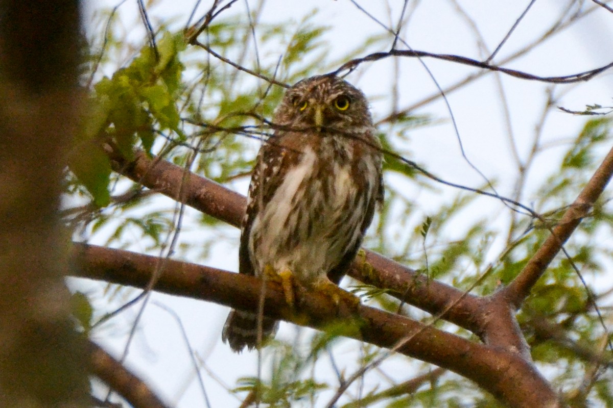 Ferruginous Pygmy-Owl - ML255002491