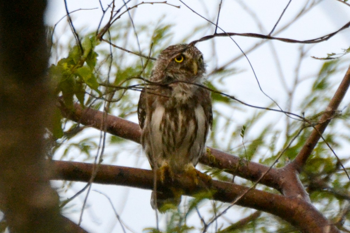 Ferruginous Pygmy-Owl - ML255002501