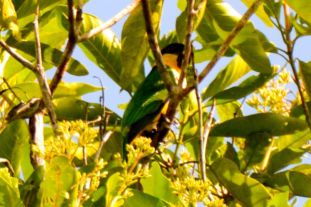 Black-headed Parrot - ML255002931