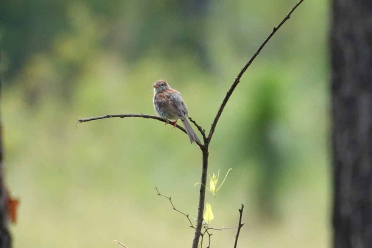 Field Sparrow - ML255004091