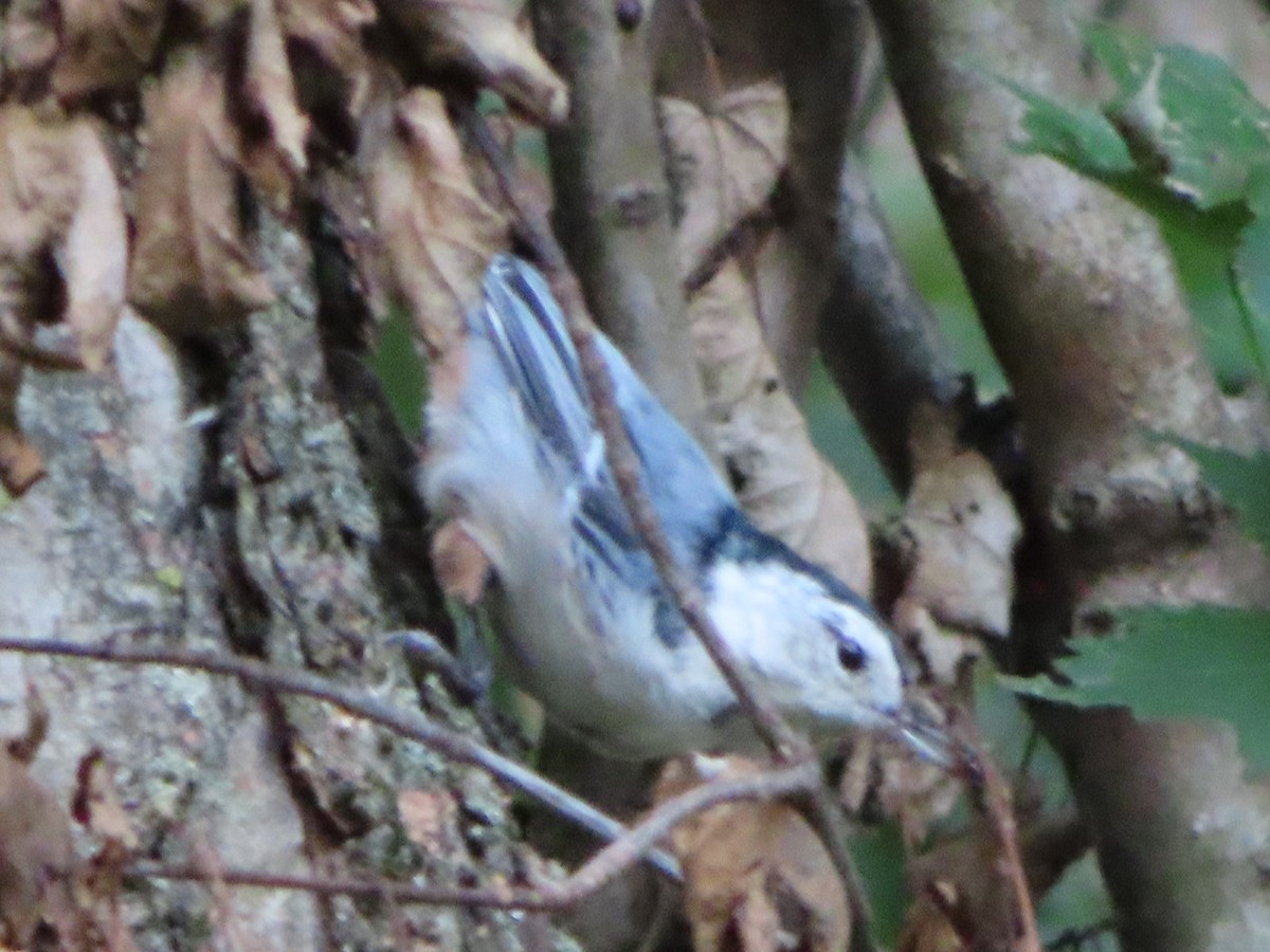 White-breasted Nuthatch - Gregory Allen
