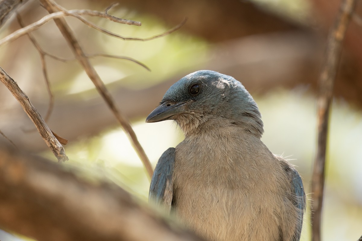 Mexican Jay - ML255008061