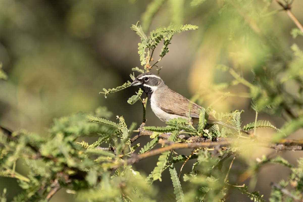 Black-throated Sparrow - Ronan Nicholson