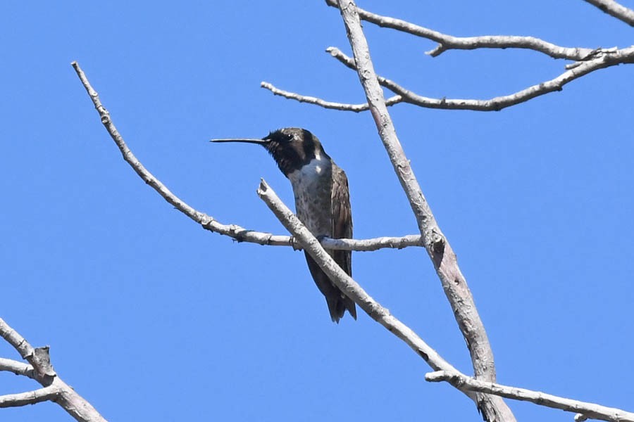 Black-chinned Hummingbird - Troy Hibbitts