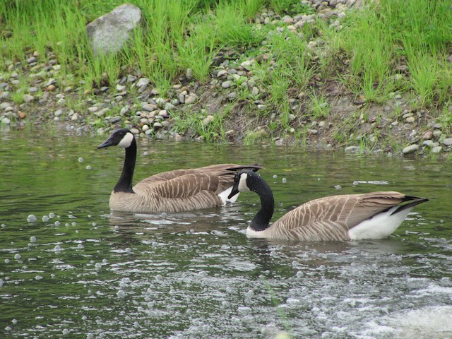 Canada goose 2025 queenstown argentina