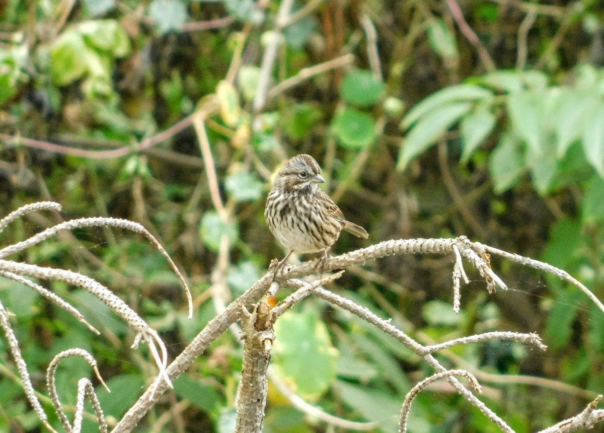 Passerellidae sp. (sparrow sp.) - ML255012611