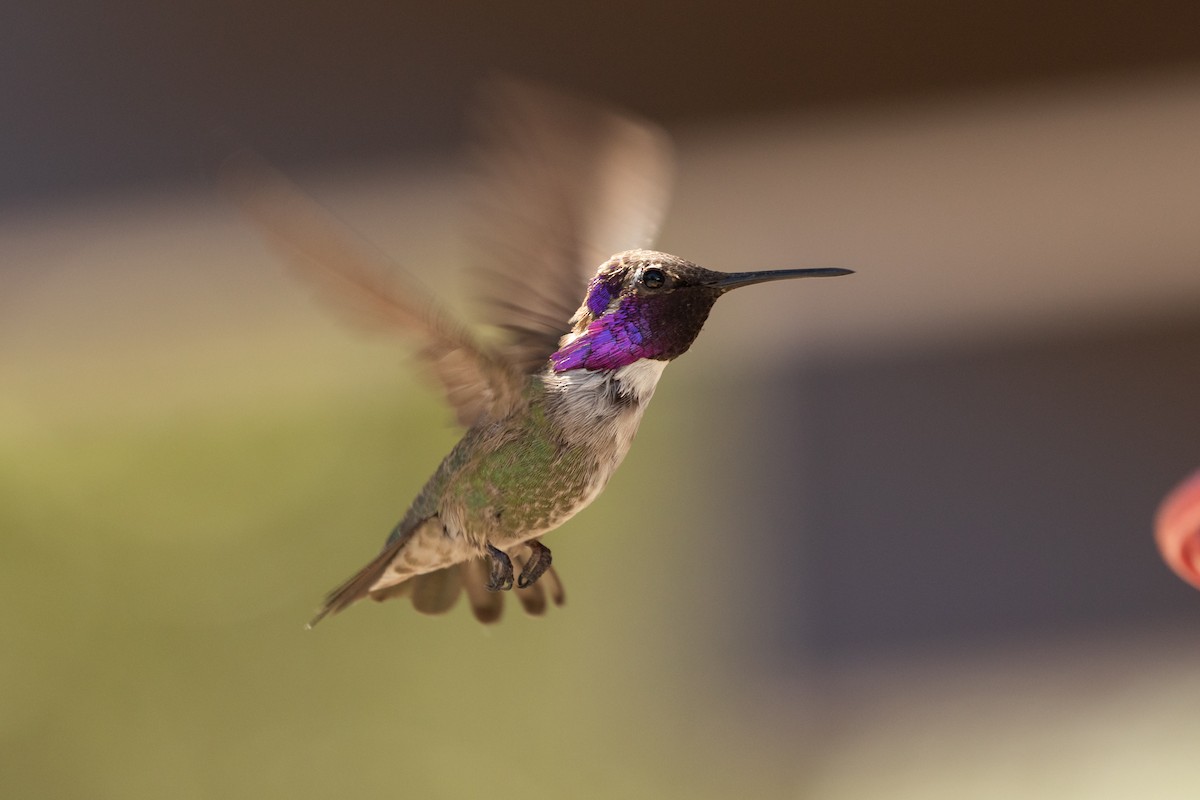 Costa's Hummingbird - Ronan Nicholson