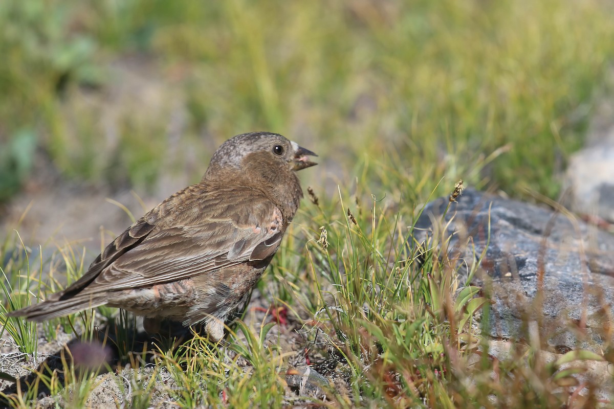 Gray-crowned Rosy-Finch - ML255018541