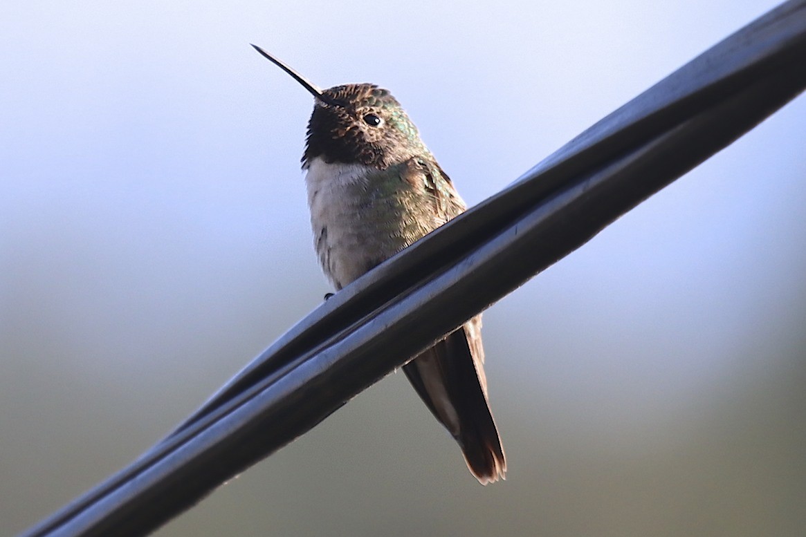 Black-chinned Hummingbird - robert bowker
