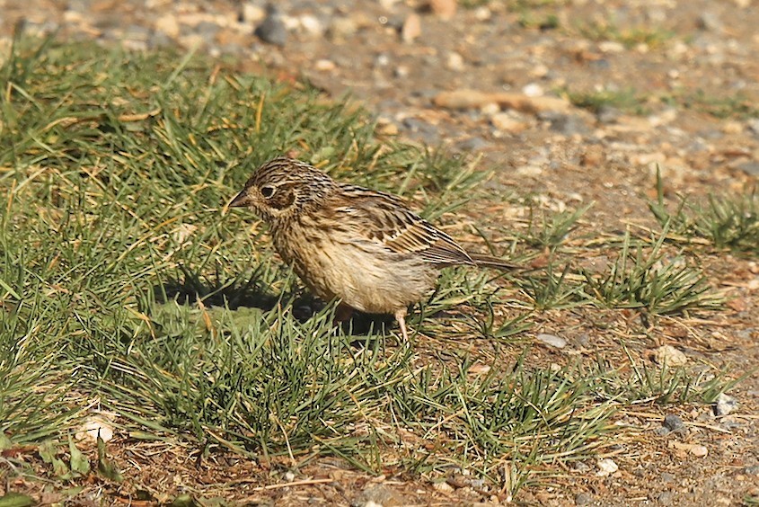 Vesper Sparrow - robert bowker